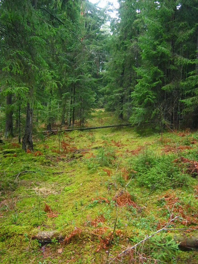 В заказнике «Стронга» произрастает несколько типов лесов 