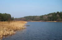 basini1.jpg